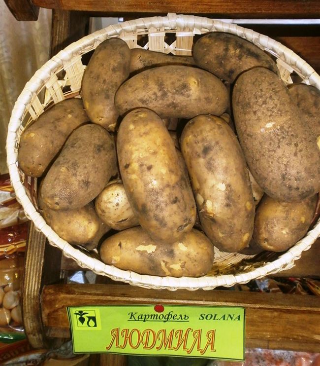Посадка и выращивание картофеля сорта Дрова